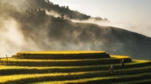 Agriculture biosolutions - phytohormones