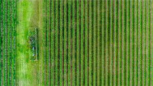 Agriculture Biosolutions - semiochemicals