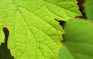 Agriculture - conventional fungicides