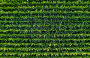 Agriculture - conventional insecticides