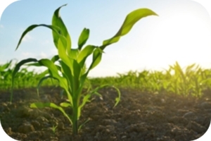 AG microplastic free applications - NaturaCaps